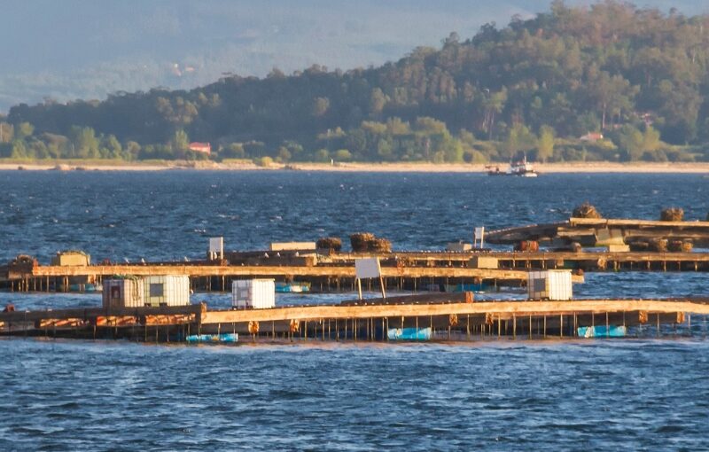 galicia rias baixas single