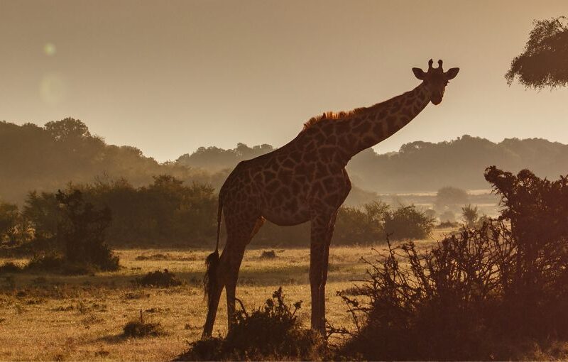 Kenia en Fin de año